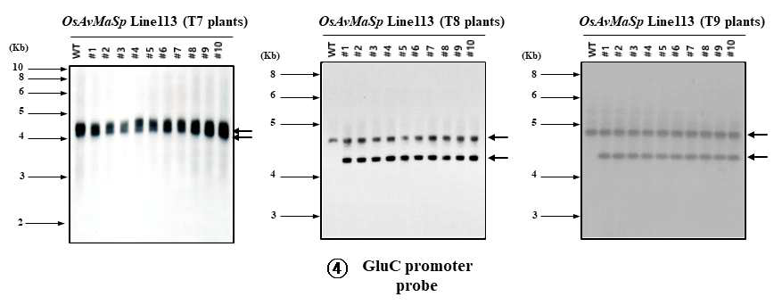 Southern blot analysis of transgenic rice OsAvMaSp Line 113 (T7, T8, T9 plants) by GluC promoter probe