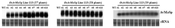 Northern blot analysis of several transgenic rice OsAvMaSp Line 113 (T7, T8, T9 plants)