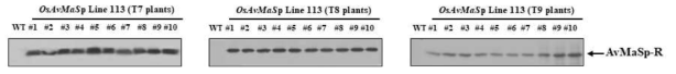 Western blot analysis of several transgenic rice OsAvMaSp Line 113 (T7, T8, T9 plants)