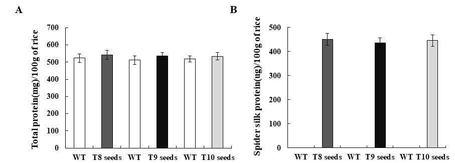 Protein concentration in 100g of transgenic rice OsAvMaSp Line 113 (T8, T9, T10 seeds): (A) Total protein, (B) Spider silk protein