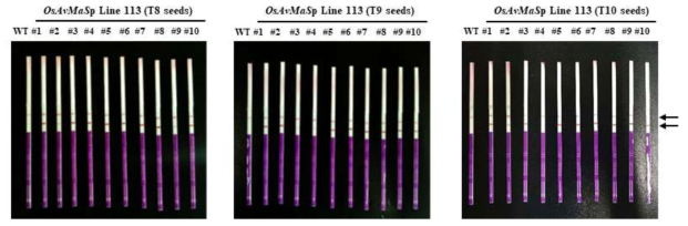 PAT protein expression assay of transgenic rice OsAvMaSp Line 113 multiple generations(T8, T9, T10 seeds) using bar immunostrip kit