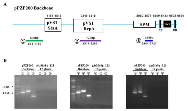 PCR analysis of transgenic rice OsAvMaSp Line 113 multiple generations (T7, T8, T9 plants) by Backbone DNA(pPZP200 vector) fragment: (A) Diagram of position of the Backbone DNA(pPZP200 vector) fragment(number), (B) PCR analysis