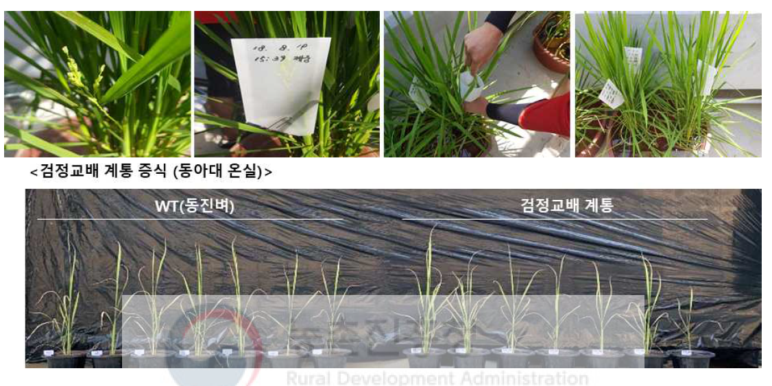Back-cross of several transgenic rice OsAvMaSp Line 113 with DongJin-bye