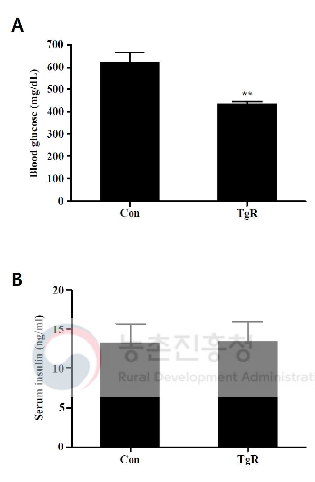 유전적 당뇨유발쥐 (BKS.Cg-m+/+db mouse)에서 당대사 개선용 형질전환 벼의 식이에 의한 혈액 내 당 (A) 및 인슐린 (B) 농도. Con, 대조군 (동진벼 식이군); TgR, 당대사 개선용 형질 전환 벼 식이군. **, p<0.01. 혈청 내 인슐린 농도는 효소면역측정법으로 측정