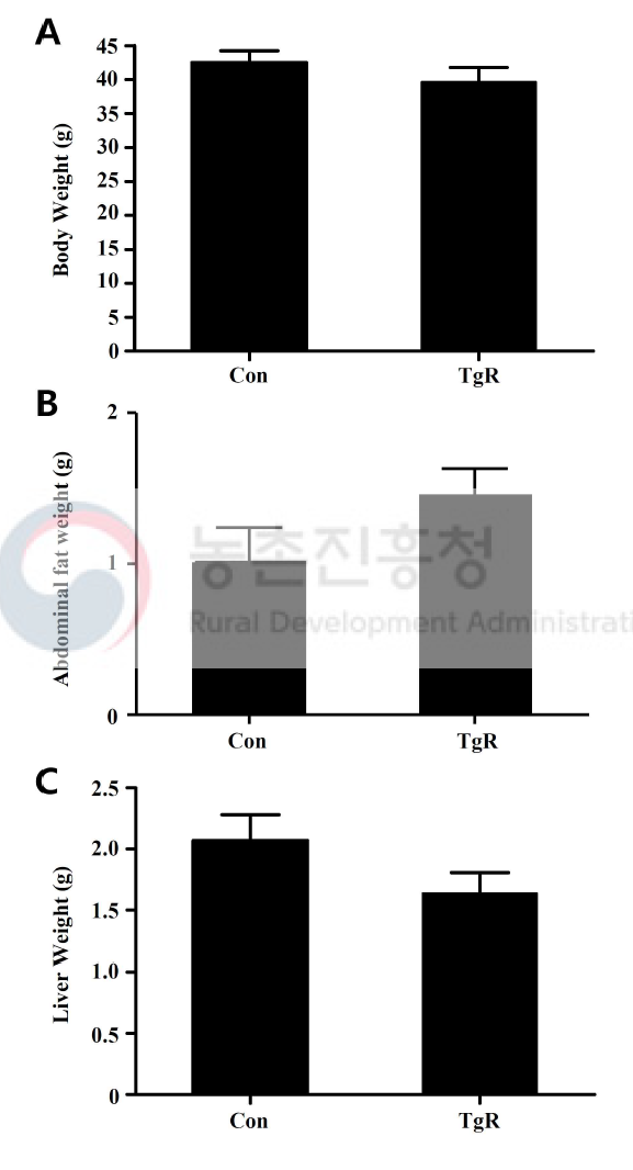 고지방 식이유도 당뇨쥐에서 당대사 개선용 형질전환 벼의 식이에 의한 쥐의 체중 (A), 복부지방 무게 (B) 및 간무게 (C)의 변화. Con, 대조군 (동진벼 식이군); TgR, 당대사 개선용 형질전환 벼 식이군