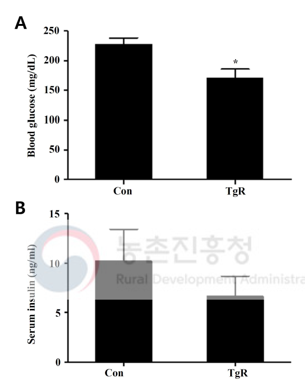 고지방 식이유도 당뇨쥐에서 당대사 개선용 형질전환 벼의 식이에 의한 혈액 내 당 (A) 및 인슐린 (B) 농도. Con, 대조군 (동진벼 식이군); TgR, 당대사 개선용 형질전환 벼 식이군. *, p<0.05. 혈청 내 인슐린 농도는 효소면역측정법으로 측정
