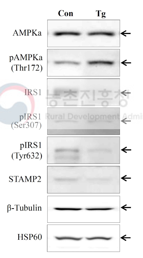 고지방 식이유도 당뇨쥐에서 당대사 개선용 형질전환 벼의 식이에 의한 간조직 내 에너지대사 및 인슐린 신호전달 관련 단백질의 변화. 간조직에서 추출한 단백질을 대상으로 웨스턴블롯법으로 해당 단백질변화를 조사. Con, 대조군 (동진벼 식이군); TgR, 당대사 개선용 형질전환 벼 식이군