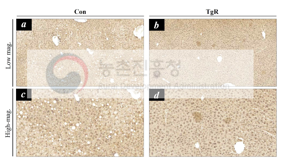 고지방 식이유도 당뇨쥐에서 당대사 개선용 형질전환 벼의 식이에 의한 간조직 내 AMPKalpha 단백질의 발현 및 분포. 고정한 간조직을 파라핀 절편을 제작하여 AMPKalpha 면역 조직화학법 수행. Con, 대조군 (동진벼 식이군); TgR, 당대사 개선용 형질전환 벼 식이군. Low mag., 저배율; High mag., 고배율