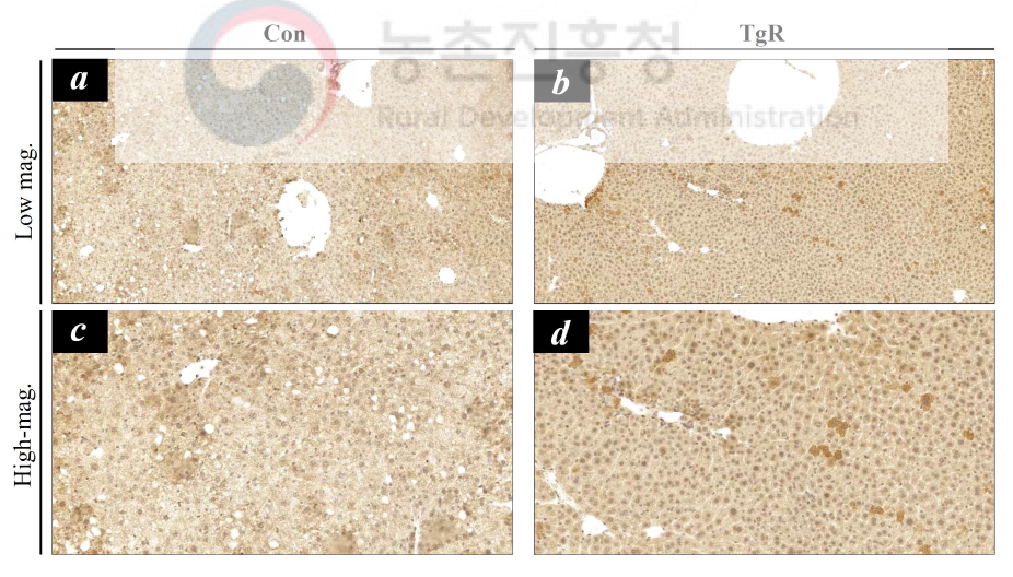 고지방 식이유도 당뇨쥐에서 당대사 개선용 형질전환 벼의 식이에 의한 간조직 내 IRS1 단백질의 발현 및 분포. 고정한 간조직을 파라핀 절편을 제작하여 IRS 면역조직화학법 수행. Con, 대조군 (동진벼 식이군); TgR, 당대사 개선용 형질전환 벼 식이군. Low mag., 저배율; High mag., 고배율