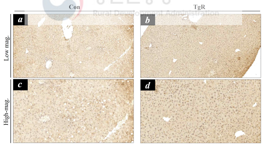 고지방 식이유도 당뇨쥐에서 당대사 개선용 형질전환 벼의 식이에 의한 간조직 내 STAMP2 단백질의 발현 및 분포. 고정한 간조직을 파라핀 절편을 제작하여 STAMP2 면역조직 화학법 수행. Con, 대조군 (동진벼 식이군); TgR, 당대사 개선용 형질전환 벼 식이군. Low mag., 저배율; High mag., 고배율