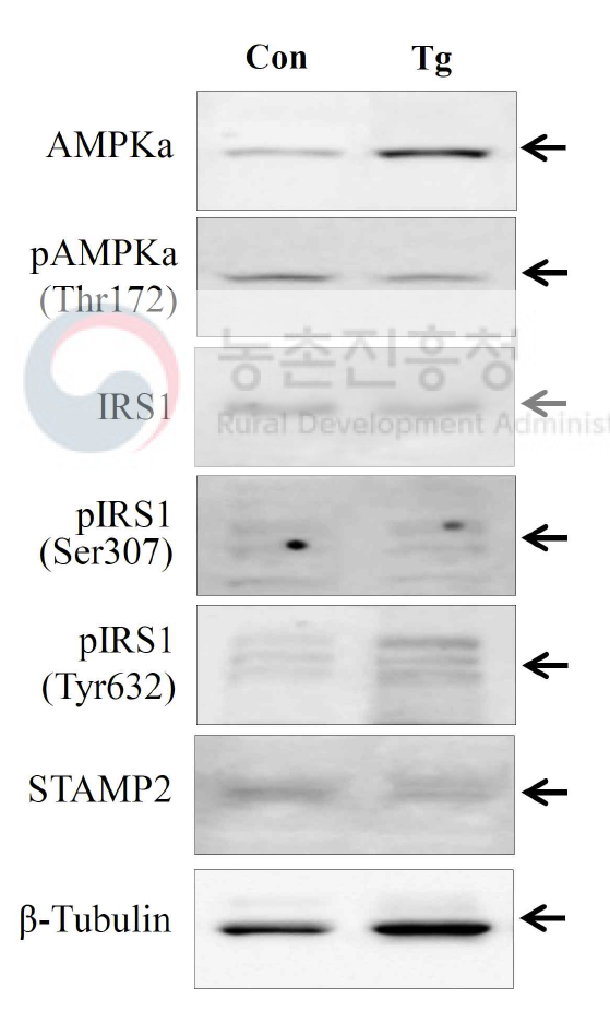 고지방 식이유도 당뇨쥐에서 당대사 개선용 형질전환 벼의 식이에 의한 지방조직(adipose tissues) 내 에너지대사 및 인슐린 신호전달 관련 단백질의 변화. 지방조직에서 추출한 단백질을 대상으로 웨스턴블롯법으로 해당 단백질변화를 조사. Con, 대조군 (동진벼 식이군); TgR, 당대사 개선용 형질전환 벼 식이군