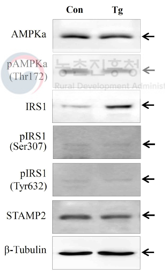 고지방 식이유도 당뇨쥐에서 당대사 개선용 형질전환 벼의 식이에 의한 골격근 조직(skeletal muscle) 내 에너지대사 및 인슐린 신호전달 관련 단백질의 변화. 골격근 조직에서 추출한 단백질을 대상으로 웨스턴블롯법으로 해당 단백질변화를 조사. Con, 대조군 (동진벼 식이군); TgR, 당대사 개선용 형질전환 벼 식이군