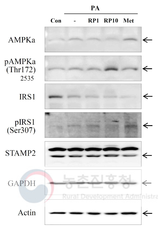 배양중인 간세포 (HepG2 cells)에 재조합 피브로인 단백질 (RP)을 1시간 전처리 후 팔미트산 (palmitic acid; PA, 0.25 mM) 처리로 유도한 지방간세포에서 나타나는 에너지대사 및 인슐린 신호전달 관련 단백질의 발현 변화. 배양한 HepG2 세포에서 추출한 단백질을 대상으로 웨스턴블롯법으로 해당 단백질변화를 조사. Con, 대조군; RP, 재조합 피브로인 단백질; 1, 10, 재조합 피브로인 단백질 처리농도 (μg/ml); Met, metformin (200 μM)