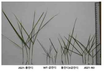 JG21-MJ 잔디와 대조구 잔디의 형태적 특성 비교