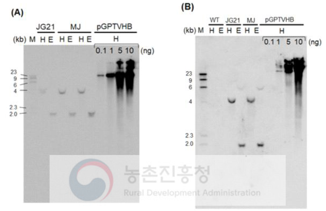 JG21-MJ 들잔디에 도입된 유전자 요소의 genomic Southern blot 분석. (A) bar (B) Ubiquitin promoter. WT, widl type(음성대조구). JG21, 참조구. MJ, JG21-MJ3, pGPTVHB, 도입 바이너리 벡터(양성 대조구). M, size marker(λHindIII). H, HindIII. E, EcoRI