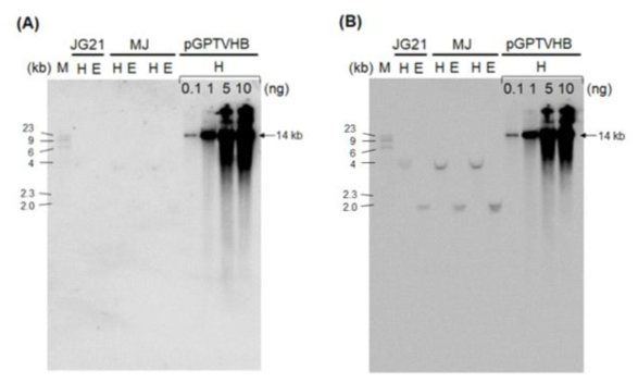 유전자도입을 위해 사용된 벡터(pGPTVHB)의 T-DNA 바깥영역(backbone)의 비의도적 도입 가능성을 확인하기 위한 genomic Southern blot 분석. (A) backbone DNA probe 결과. (B) 양성대조구, bar probe 결과. JG21, 참조구. MJ, JG21-MJ3, pGPTVHB, 도입 바이너리 벡터(양성 대조구). M, size marker(λHindIII). H, HindIII. E, EcoRI