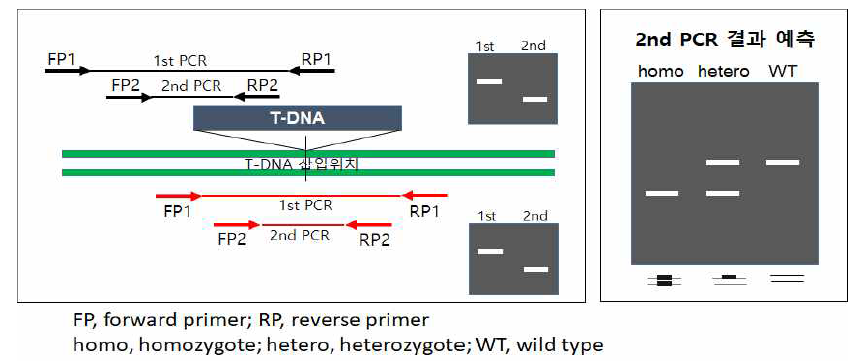 PCR을 이용한 형질전환 식물체의 genotyping 원리. 도입유전자(T-DNA)와 그 주변염기서열을 이용하여 두 세트의 specific primer를 제작함. 검정색 프라이머 세트는 T-DNA를 가진 개체를 검출하기 위한 세트이고 빨강색 프라이머 세트는 T-DNA가 없는 개체를 검출하기 위해 세트임. 정확성을 높이기 위해 각각의 세트에서 double PCR을 수행하였음. 오른쪽 그림은 agarose gel 상에서 예측되는 homo, hetero, WT의 증폭된 DNA band 패턴임