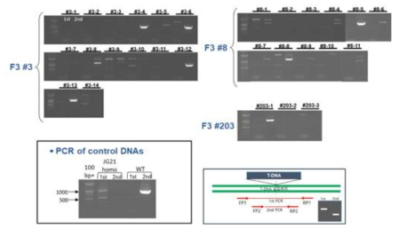 T-DNA가 들어 있지 않은 개체를 증폭하기 위한 PCR. double PCR 결과 특이적인 DNA를 안정적으로 증폭하지 못하였음. FP1: 5‘-CTTGG TACAG GCCTG CGTCT CCG-3’, RP1: 5’-GTTGA CGACA TCTAT GGACC A-3. FP2: 5’-ACGGC ATCAT CGTCG CATGC C-3’ RP2: 5’-AACTA AAAGA TGGCT CAAAA TGTA -3’