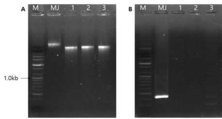 PCR을 이용한 집수정 수생미생물로의 수평유전자전달 조사. A, 해당 시료에서 추출한 genomic DNA (M, 100bp plus ladder marker; MJ, JG21-MJ잔디에서 추출한 DNA; 1-3, 집수정 미생물에서 추출한 DNA). B, A에서 제시한 해당 genomic DNA의 PCR 결과. 양성대조군으로 사용한 JG21-MJ에서만 DNA가 증폭됨