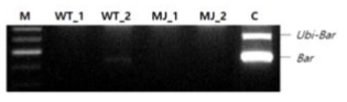 재조합 유전자의 토양미생물로의 수평유전자전달 조사. PCR 산물은 1% 아가로스 겔을 사용하여 전기영동 하였음. M, size marker (100 bp ladder); C, pGPTV-HB DNA (positive control); WT_1, WT_2, 야생형; MJ_1, MJ_2, JG21-MJ