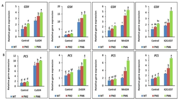 중금속 처리 후 T2-PM6, T2-PM2 식물체와 WT 식물체에서 중금속 스트레스 내성 유전자들의 발현 분석. Glutathione S-transferase(GST, A), phytochelatin synthase(PCS, B). 데이터는 실험 시작 후 30일째 날에 얻었음. Error bars show the standard errors of the mean
