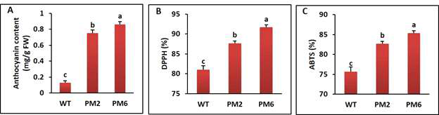 안토시아닌 함량 비교(A). DPPH에 의한 ROS-제거 활성 비교(B). ABTS 분석(C). 시료, 온실에서 6주 동안 배양된 T2-PM6,T2-PM2, the wild-type (WT) 식물체. Error bars, 평균값의 standard errors. FW, fresh weight