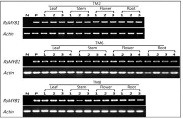 RsMYB1 과발현 GM페튜니아 계통(TM2, TM6, TM8)에 대한 RT-PCR 분석. Actin 유전자를 반질량적(semiquantitative) 보정을 위한 대조구(internal control)로 사용하여 수행함