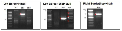 PM2와 PM6 계통에서 1차 PCR 산물과 A1 primer 사이에서 증폭된 2차 PCR 산물