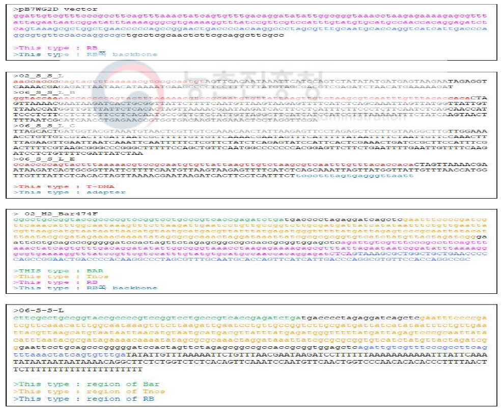 Flanking T-DNA sequencing 결과의 염기서열 분석