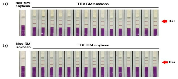 TRX 생산용 형질전환콩(TRX, bar )과 EGF 생산용 형질전환콩(EGF, bar )의 Bar(PAT) 단백질 발현 검정(immunostrip 검정) (a) TRX 생산용 형질전환콩(TRX, bar)의 Bar 검정 (b) EGF 생산용 형질전환콩(EGF, bar )의 Bar 검정