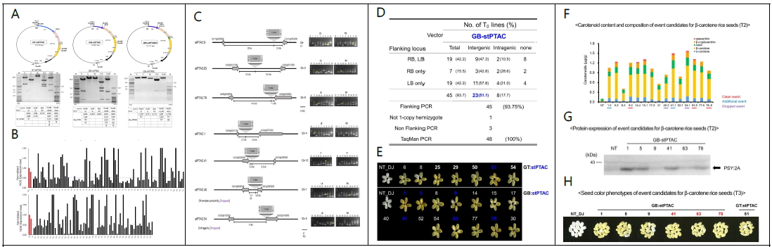 베타카로틴 생성 GM벼 stPTAC 이벤트 선발 과정. A. 운반체 3종 제작 및 벼 대량 형질전환(각 운반체당 300개체 이상), B. Taqman-PCR을 이용한 1-copy 삽입 라인 선발(90개체), C. Flanking sequencing을 통한 intergenic line 선발(23개체), D. 이벤트 선발 요약표, T2 종자의 배유색 비교 관찰 (E), 카로티노이드 물질 분석(F) 및 웨스턴 블랏(G), H. 선발된 T3 종자 6계통의 배유색 비교