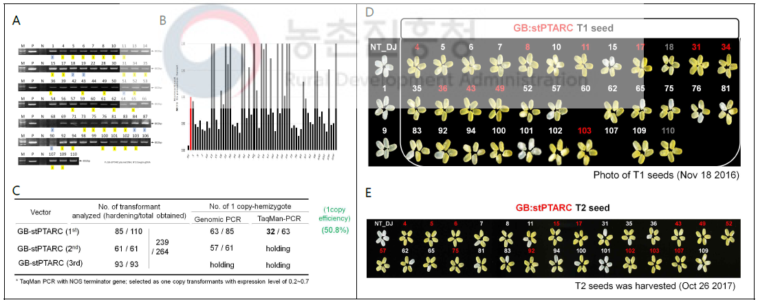 베타카로틴 생성 GM벼 stPTARC 이벤트 선발 과정. T0식물체를 이용한 genomic PCR(A)과 Taqman-PCR을 이용한 1-copy 삽입 라인 선발(B), C. 이벤트 선발 요약표, D. T1 종자의 배유색 비교 관찰(적색은 색강도 강함), E. T2 종자의 배유색 비교 및 homozygosity 관찰(적색은 Homo 라인)