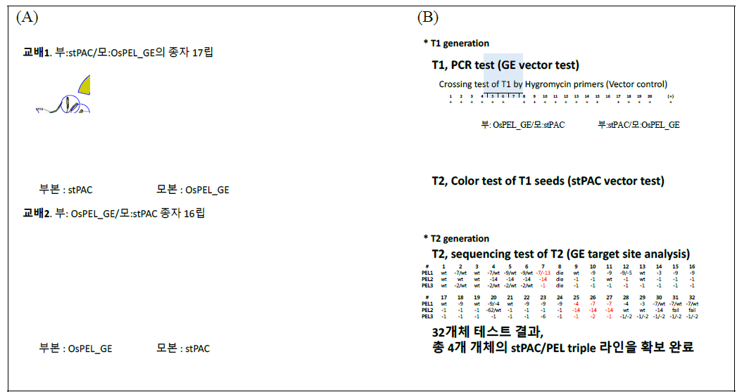 OsPEL 유전자교정체와 베타카로틴 생성 stPAC과의 교배 디자인 및 T1 종자 (A), 세대 진전을 통한 라인 고정 및 검증 과정 (B)