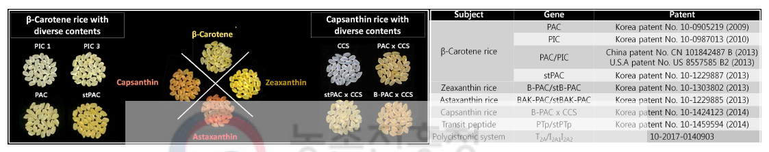 국내 개발된 기능성 카로티노이드 생성 GM쌀(좌)과 관련 유전자의 특허 자체 확보 현황(우)