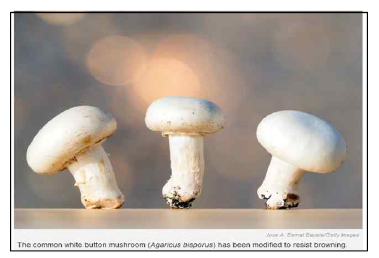 Genome-editing으로 개발된 갈변방지 버섯