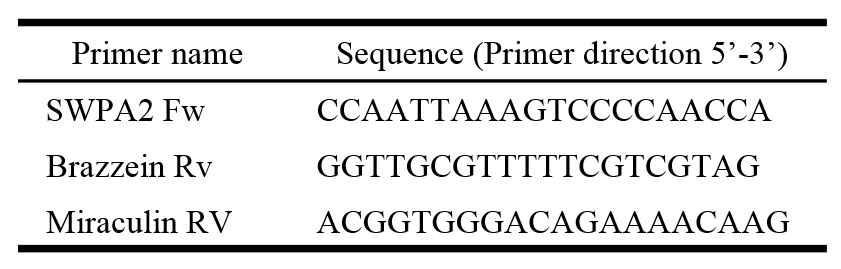 Primers used for PCR amplification