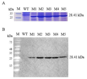 Protein production in recombinant suspension cell lines using SDS-PAGE and Western blot analysis with the FLAG-tag (DYKDDDDK). (A) SDS-PAGE analysis (B) Western blot analysis. Protein was isolated from 5 suspension cell lines (M1 to M5) and wild type callus. M, molecular marker; WT, wild type callus as negative control