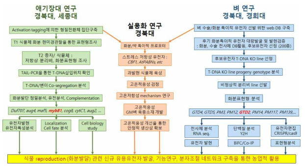 ‘식물 생식관련 유전자 탐색, 기능연구 및 농업적 활용’과제의 연구개발 범위의 모식도