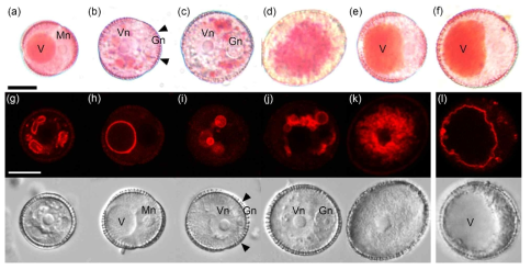 정상개체와 AP-28-23변이체의 화분 세포운명마커 발현조사. 정상화분(a)의 경우 정자세포는 빨간색, 영양세포는 초록색 형광단백질로 표지되는 마커단백질이 특이적으로 발현하는 반면, AP-28-23변이화분(b-i)에서는 생식계보의 분화가 없거나 두 세포운명마커가 혼재함