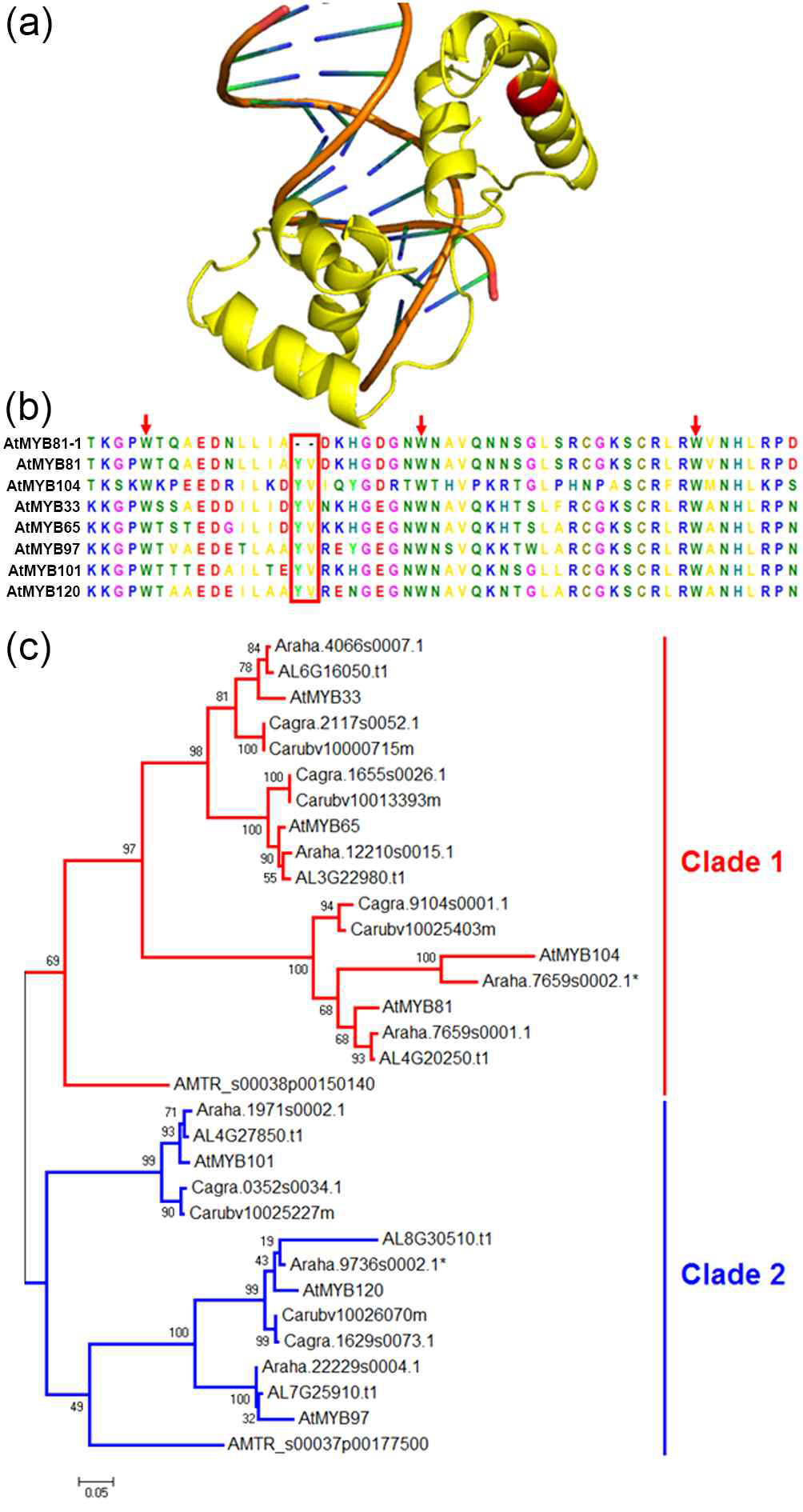 MYB81 구조 및 유전학적 유연관계도. (a) DNA와 결합하는 MYB81의 R2R3 부위의 구조. 상실된 2aa가 붉게 표시됨. (b) GAMYB 계열 성분 단백질의 비교. 상실된 2aa는 계열내에서 잘 보존되어 있어 중요부위임을 시사함. (c) GAMYB 성분단백질들의 유전적 유연관계도