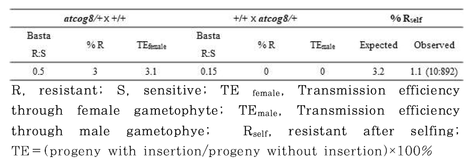 atcog8-2 변이체의 유전적 transmission 분석