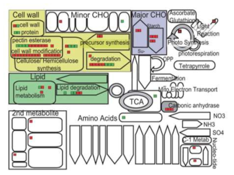 후기 화분 발현 특이적 유전자들을 벼와 애기장대에서의 기능 분류(빨간색: 벼, 녹색: 애기장대)