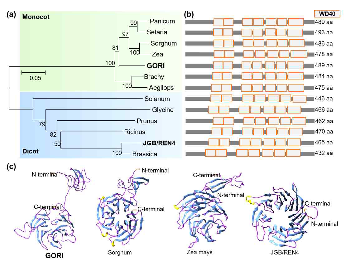GTD2/GORI 및 식물 유전자들의 유연관계 및 단백질 서열 분석