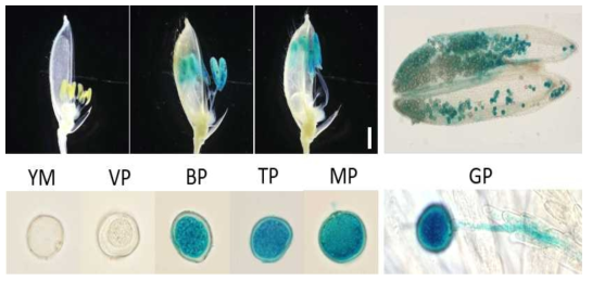 PM9의 promoter-GUS 식물체를 이용한 화분 특이적 발현 검정