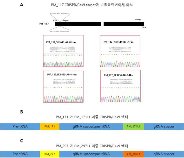 PM117 단일 CRISPR/Cas9 벡터와 4종 순종 돌연변이체 유전형 분석과 PM171과 PM297에 대한 이중 CRISPR/Cas9 벡터 모식도