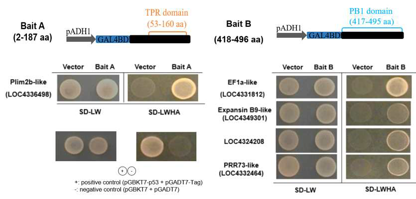 Y2H 스크리닝을 통한 PM9의 단백질 상호작용 유전자 선발