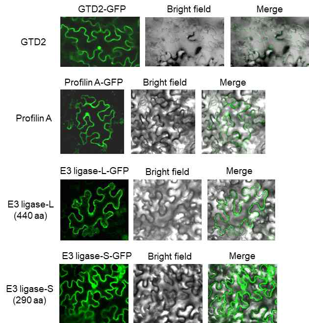 GTD2 단백질과 상호작용 하는 후보 유전자의 세포내 위치추적