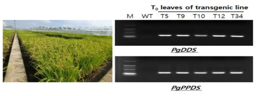 T0 형질전환 벼 식물체에서 인삼 PgDDS와 PgPPDS 유전자 PCR 분석