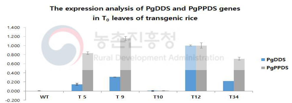 T0 형질전환 벼 잎에서 인삼 PgDDS와 PgPPDS 유전자의 qPCR 분석