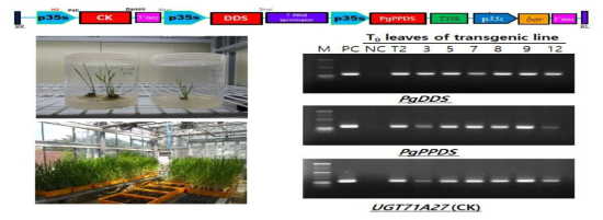 Compound K 유전자 도입 T0 형질전환체 개발 및 도입 유전자 PCR 분석